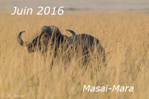 Kenya 2016