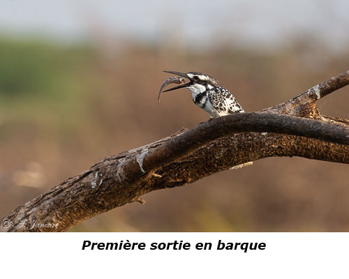 Alcyon pie et son poisson