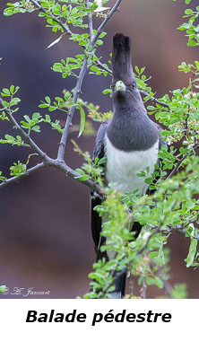 Touraco à ventre blanc