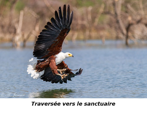 Aigle pêcheur en action