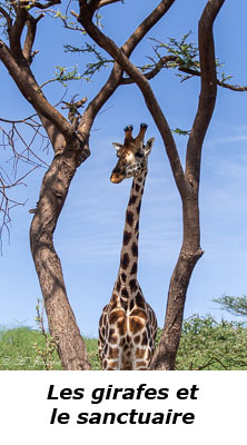 Girafe de Rothschild