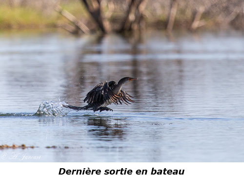 Cormoran au décolage