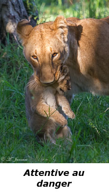 Lionne portant son petit