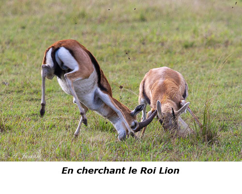 Combat de gazelles de Thomson