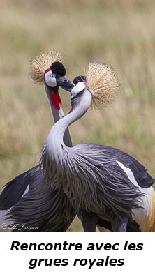 Grues royales