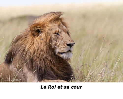 Le Roi Lion