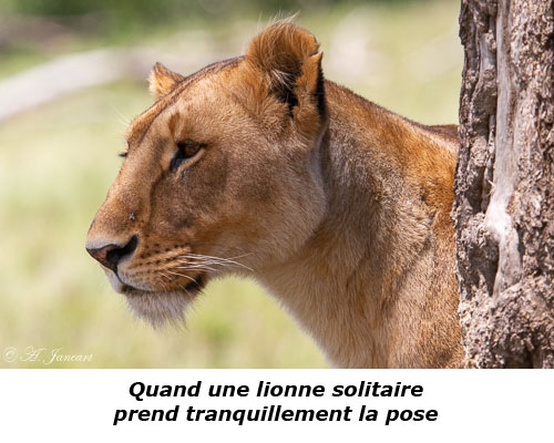 Lionne derrière un arbre