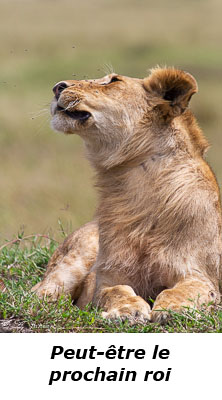 Jeune lion