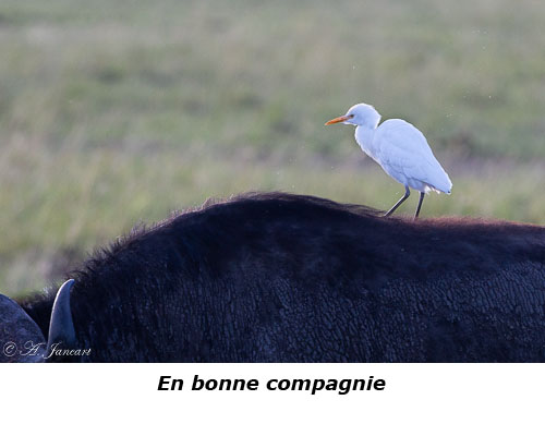 Héron sur un buffle