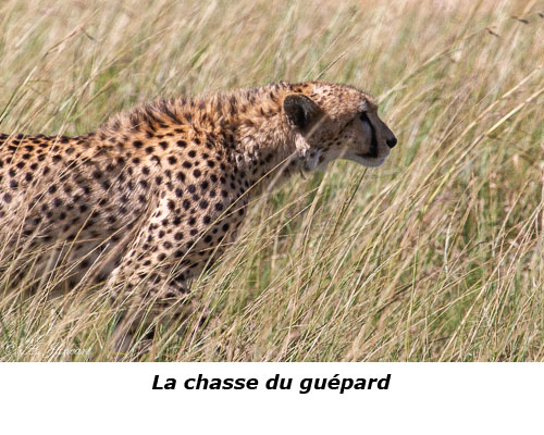 Guépard en chasse