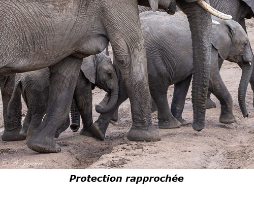 Troupeau d'éléphants