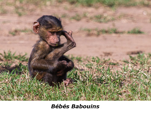 Bébé babouin