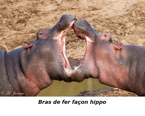 Hippopotames