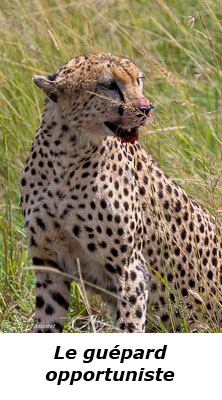 Guépard