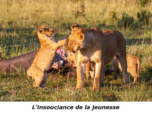 Complicité d'une lionne et de son lionceau
