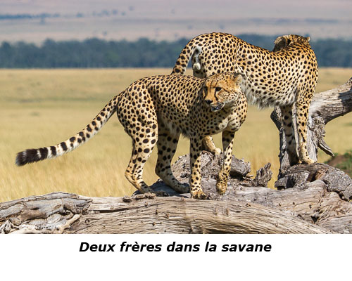 Deux frères guépards