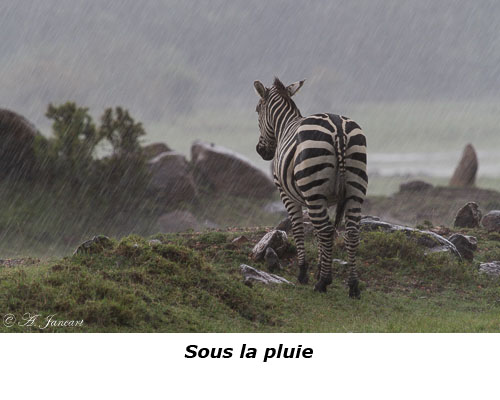 Zèbre sous la pluie