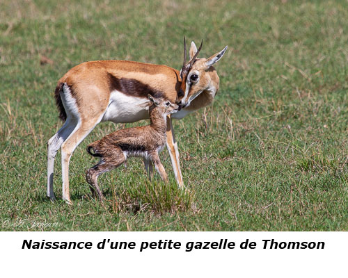 Naissance d'une gazelle de Thomson