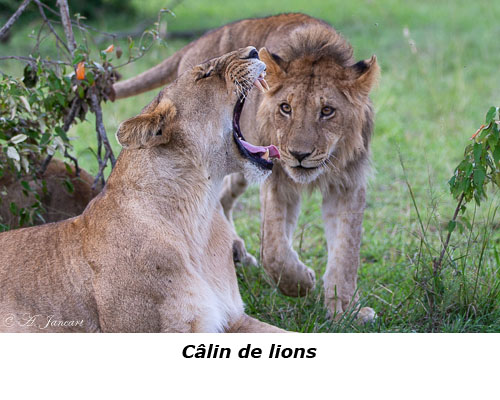 Baillement de lionne
