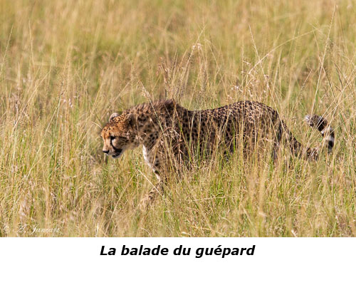 Guépard