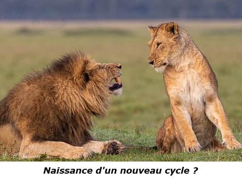 Lion et lionne