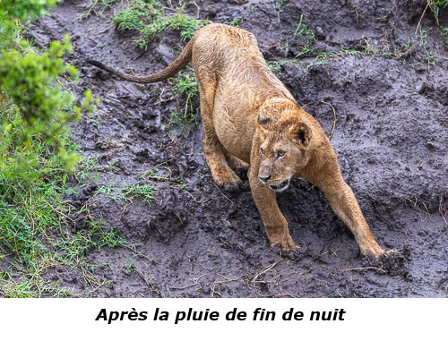 Lionne glissant sur la booue