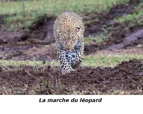 Léopard