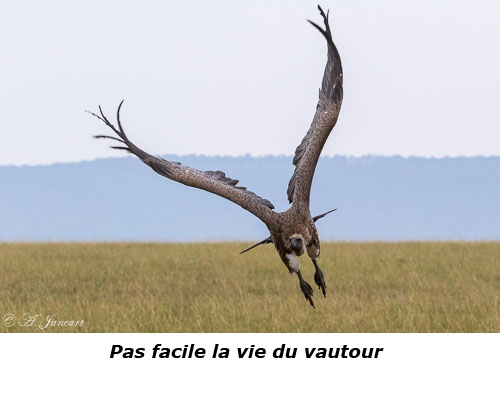 Vautour en vol