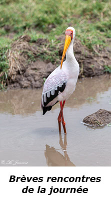 Tantale Ibis