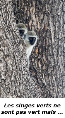 Singes verts