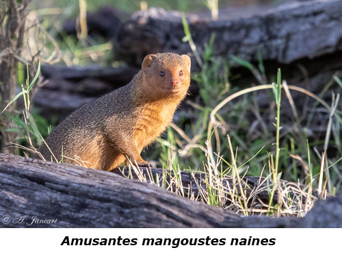 Mangouste naine