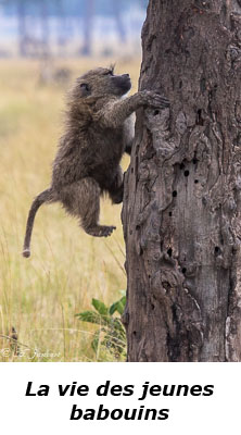 Babouin montant dans un arbre