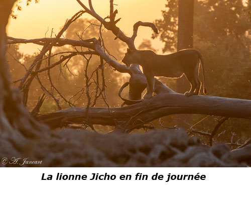 Lionne à la tombée de la nuit