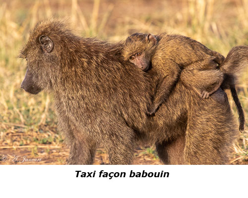 Babouins