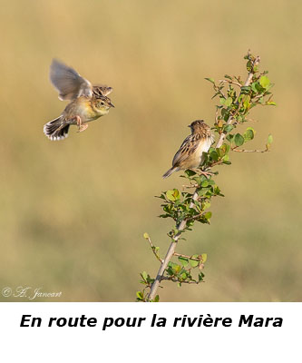 Petits oiseaux