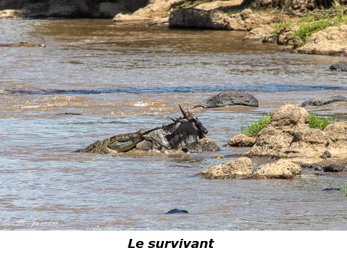Gnou attaqué par un crocodile