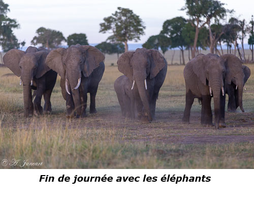 Eléphants