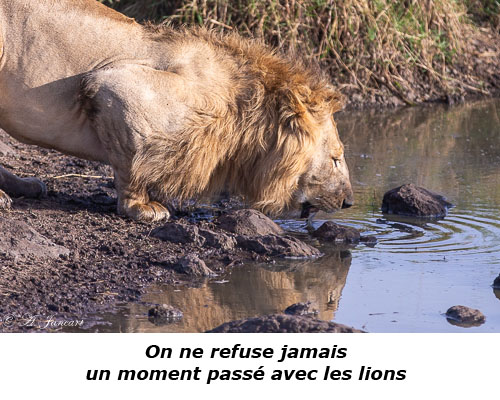 Lion buvant à la rivière