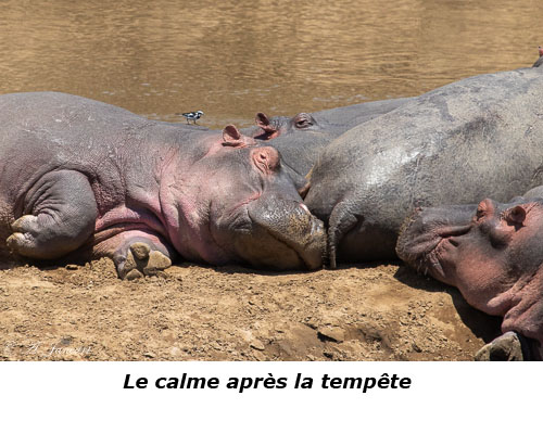 Hippopotames au repos