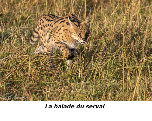 Serval