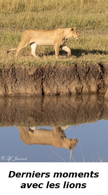 Lionne et son reflet