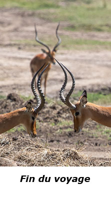 Face à face entre deux impalas