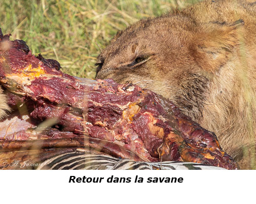 Repas de lions