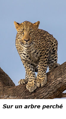 Léopard sur une branche