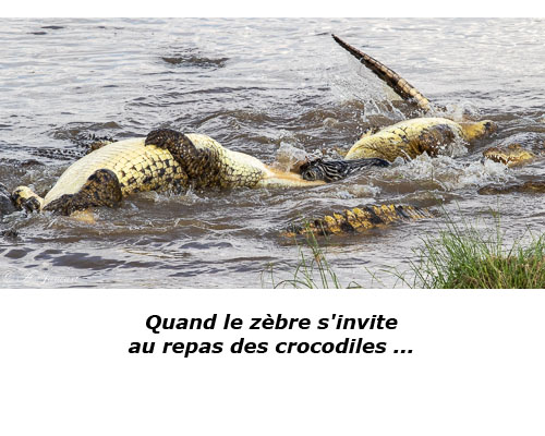 Crocodiles