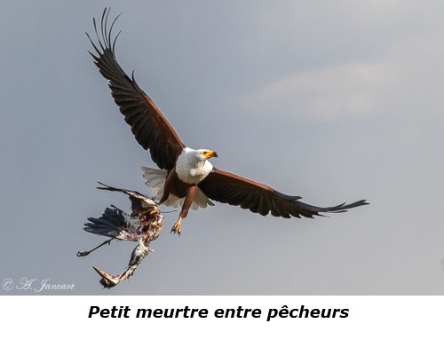 Aigle pêcheur vocifère en vol