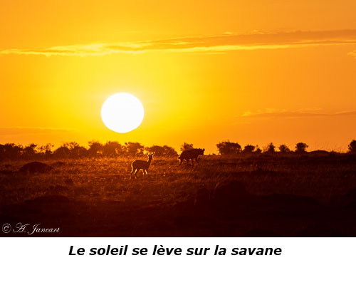 Le soleil se lève sur la savane