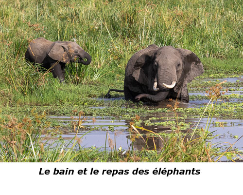 Eléphant dans l'eau