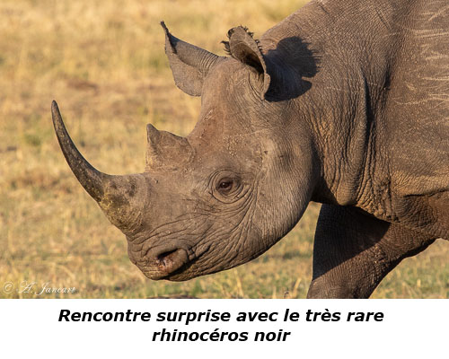 Rhinocéros noir