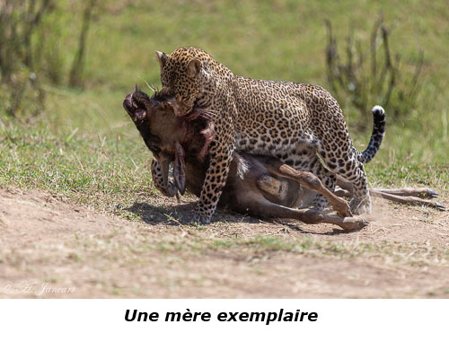 Léopard traînant un gnou